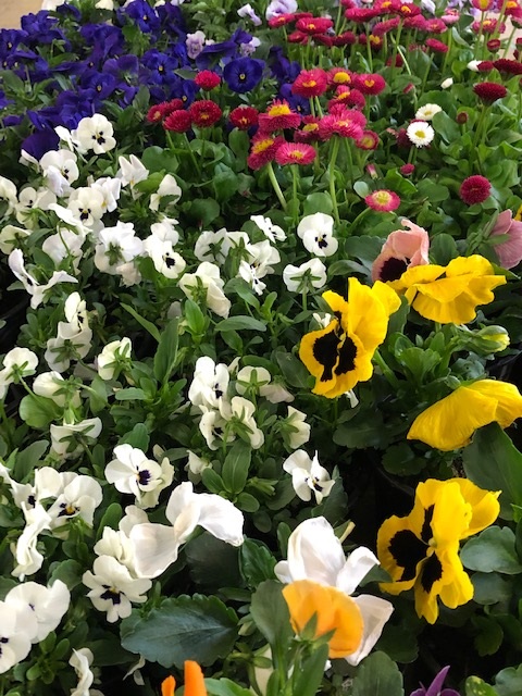 The Plant Sale at Holy Trinity, Trinity Road, SW17 7RH is coming up! 11.30-12.30 Sun 12th May. Loads of colour, quality plants, great prices. Tea, coffee and home made cake. All proceeds to charities. @tootingnewsie @balhamnewsie @wandbc