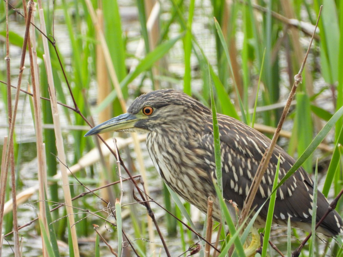 ホシゴイちゃん。
#ホシゴイ #ゴイサギ #野鳥 #P1000