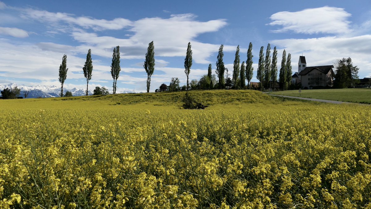 Rapsfeld im Frühling @MySwitzerland_d #schweiz @srfmeteo @meteoschweiz #Switzerland