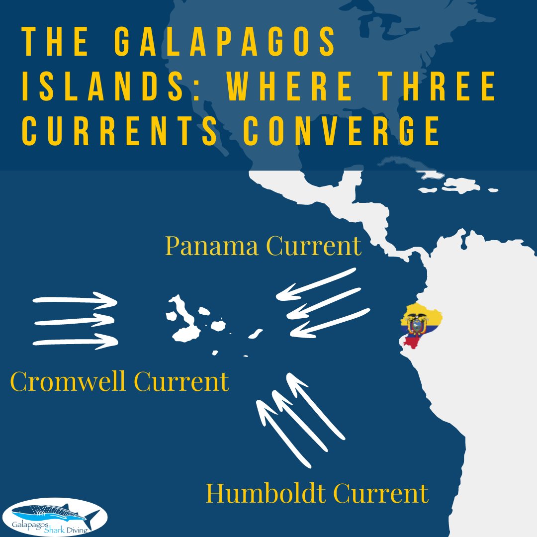 Why does the #Galapagos have such rich #biodiversity? It's the currents! The Humboldt Current carries nutrients from Antarctica, creating a rich #marineecosystem. With seasons, warm Panama and deep Cromwell currents enrich this unique haven, supporting diverse life. 🌊🐢