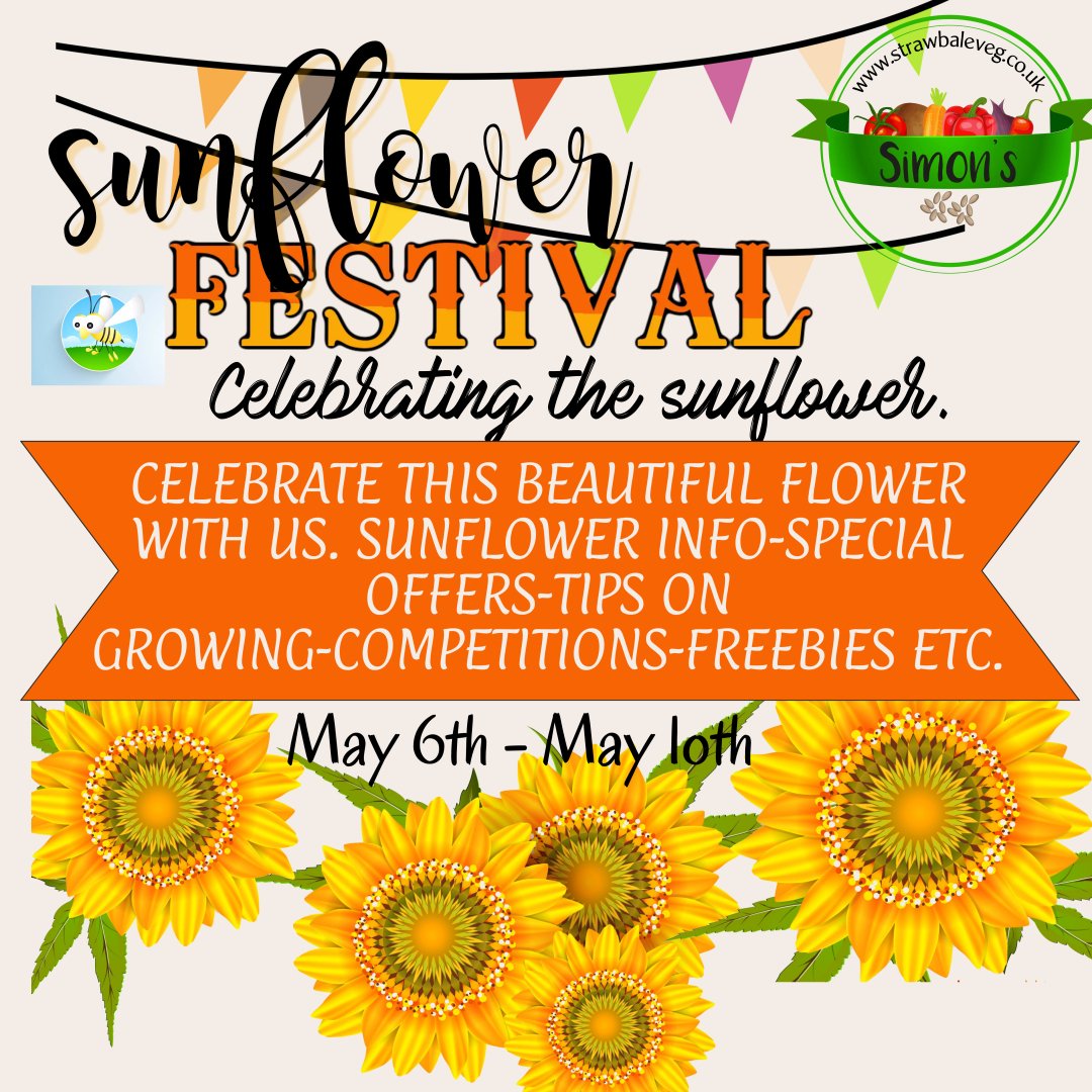 Celebrating the Sunflower. strawbaleveg.co.uk #LincsConnect #LincolnshireBlogger #Lincolnshire #sunflowers #sunflowerfestival