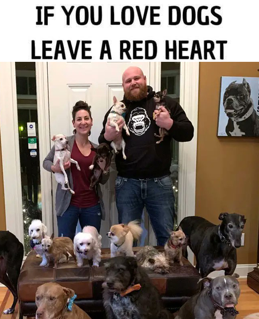 Couple Rescued All the Unwanted Senior Dogs from The Animal Shelters.This Man is Wαitinց fσr уσur Iike!🙏👍