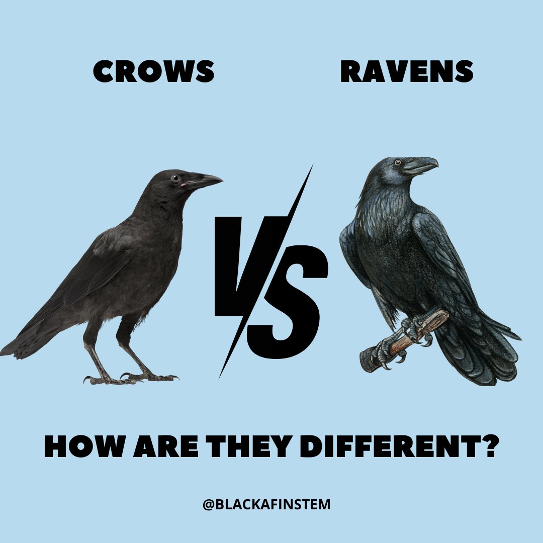 So how are Crows and Ravens different?