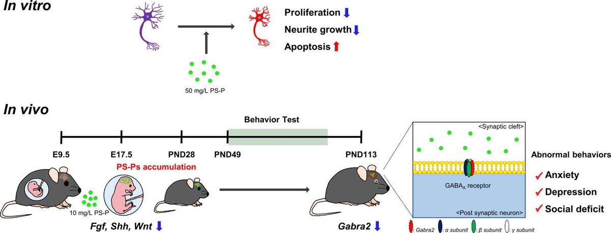 Microplastic exposure reduced gene expression related to brain development and caused depression/anxiety-like behaviour in mice. sciencedirect.com/science/articl…