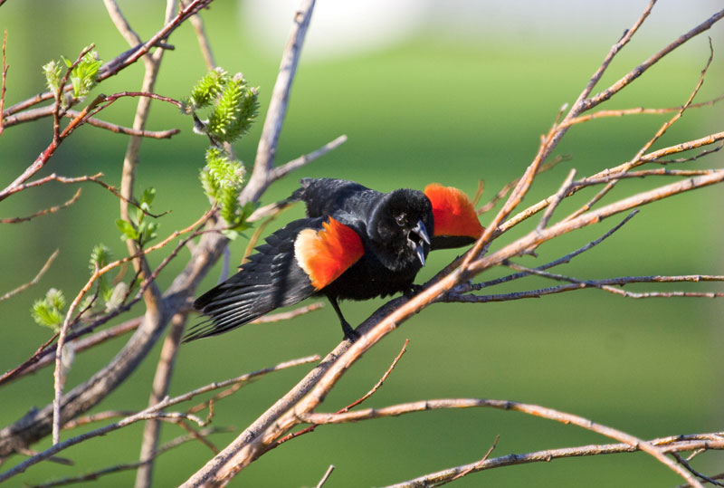 Did you know that the Red-winged Blackbird could defend its nest from much larger animals? It will dive-bomb almost any intruder! More at ow.ly/negt50Rocax 📸 Keith Sharkey | CWF Photo Club Photo FCF