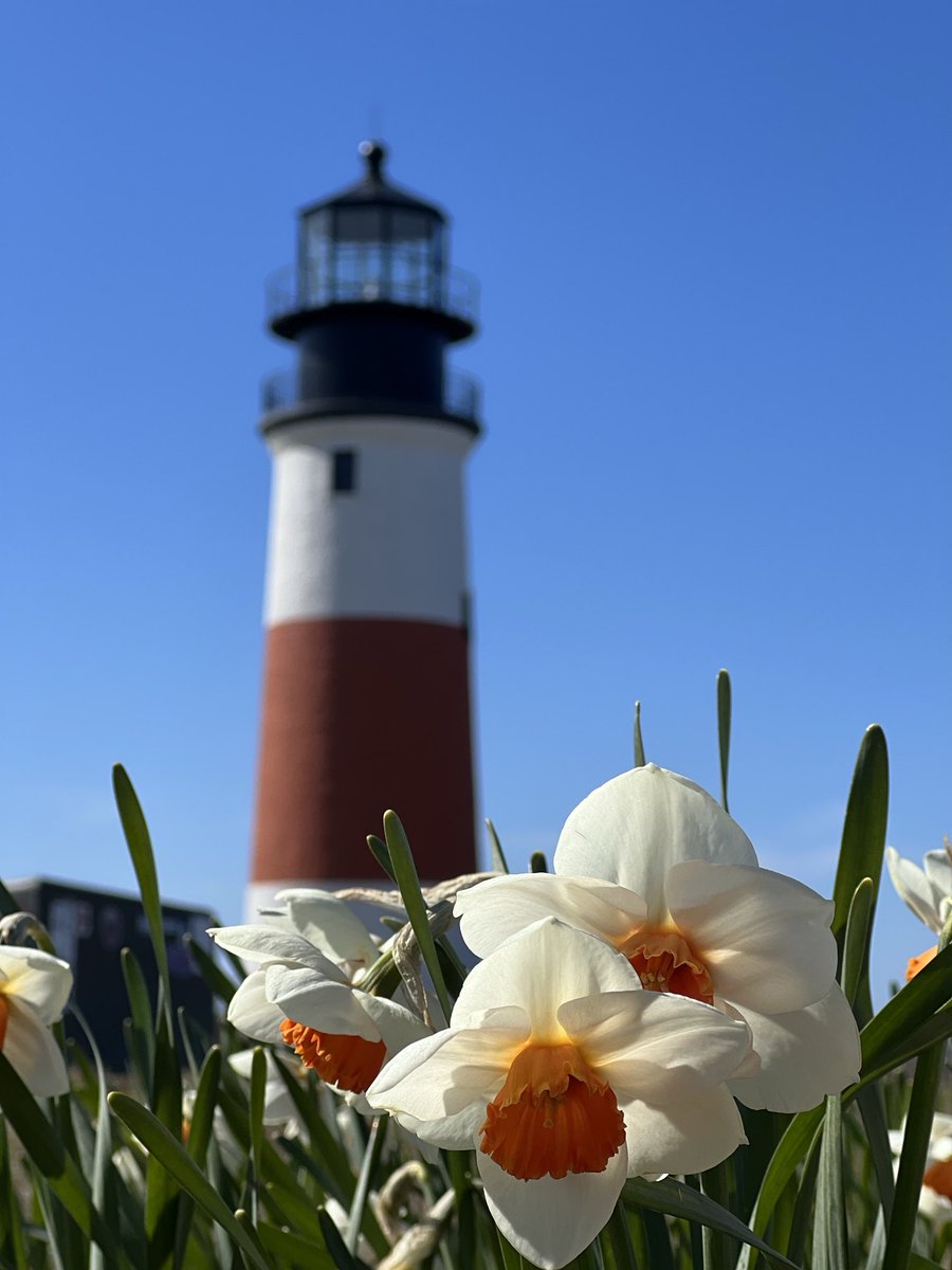 Sconset, daffodils, blue skies, bright sun. Another gorgeous day on Nantucket. #ACK