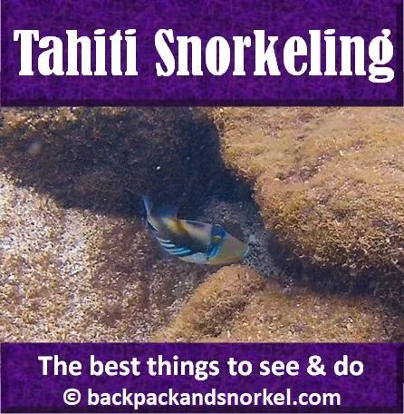 #Tahiti shows its volcanic origins by having mostly black sand #beaches , a few whitish beaches and a rugged interior. There is good #snorkeling, #swimming, #hiking and hundreds of #waterfalls after a rainy day. What did you like most about Tahiti? backpackandsnorkel.com/Tahiti/