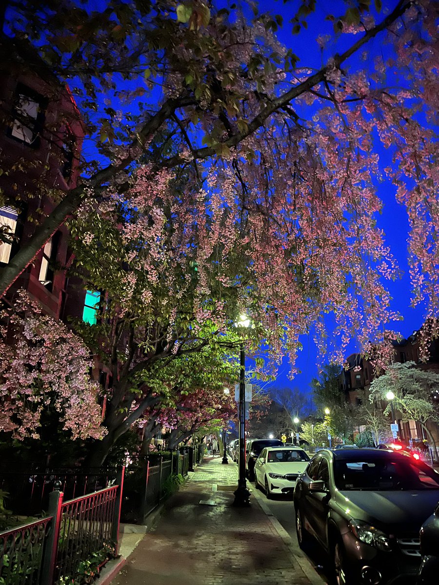 I’ve lived in a lot of big cities in different parts of the world, Boston is still my favorite :) We stayed @copleyhouse, which is a phenomenal location, this is the beautiful view last night. #boston #cherryblossom #redsox #backbay #copleysquare #3kfineart #weekendtrip #travel