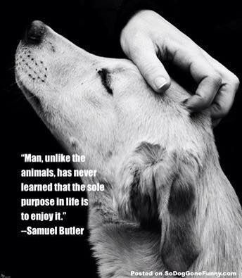 Man, unlike other #animals, has never learned that the sole purpose in #life is to enjoy it - Samuel Becker

#Dogs #Dog #EnjoyLife #AdotpDontShop #AdoptAFriend #GoodDog #BestFriend #DogsAreLove