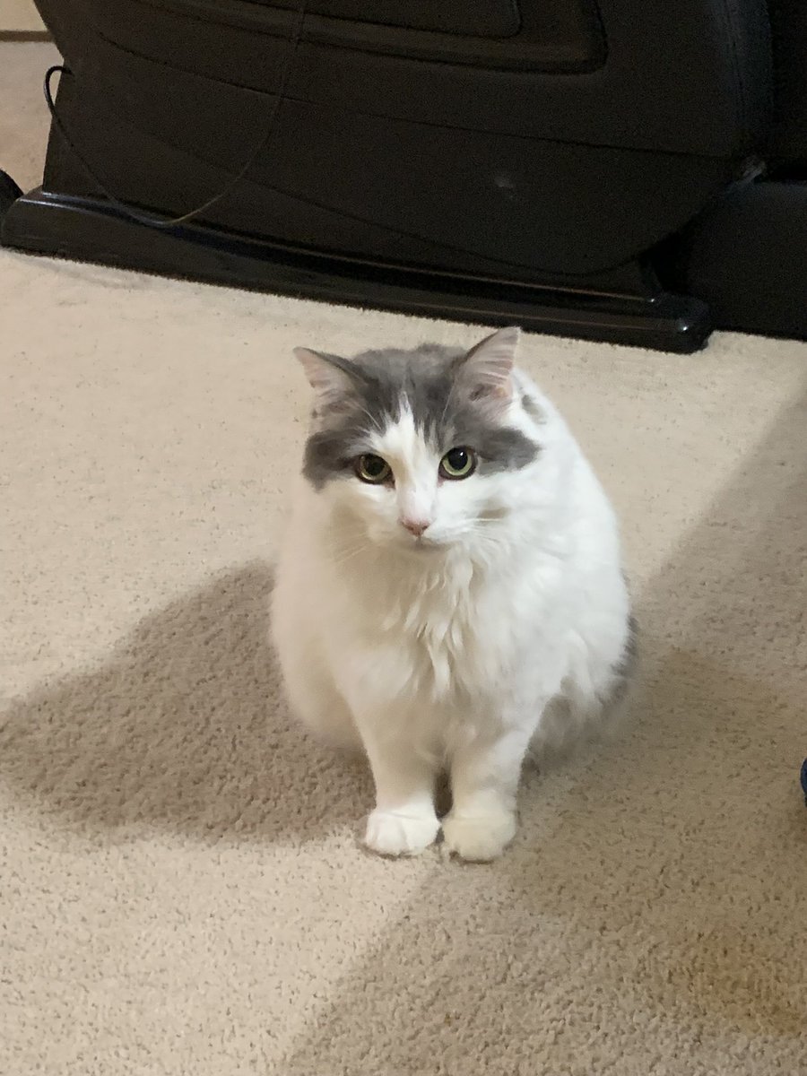 billecaps's tweet photo. Happy Birthday to my big fluffy boy Bert! https://t.co/WY7ogNzJJ8