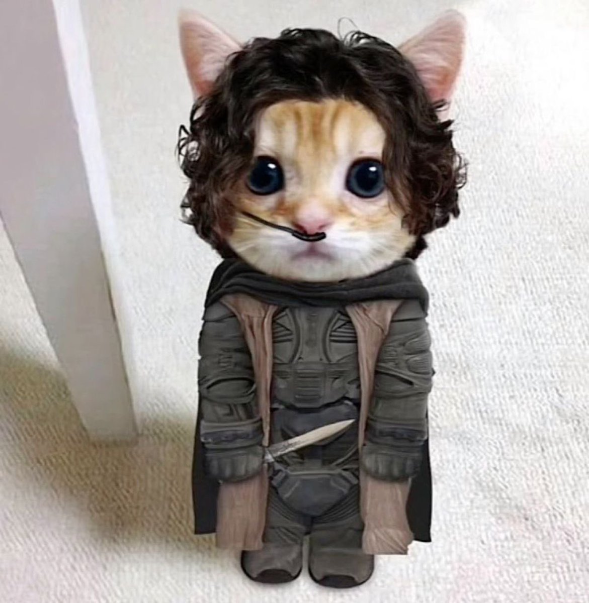 $elcato el gaib !!!!!!!