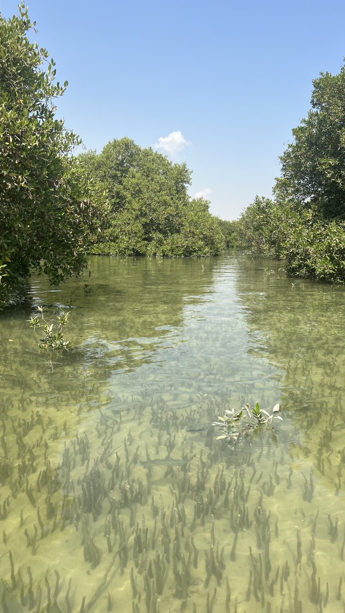 Kayaking through the mangroves 
Peaceful
And good for the soul