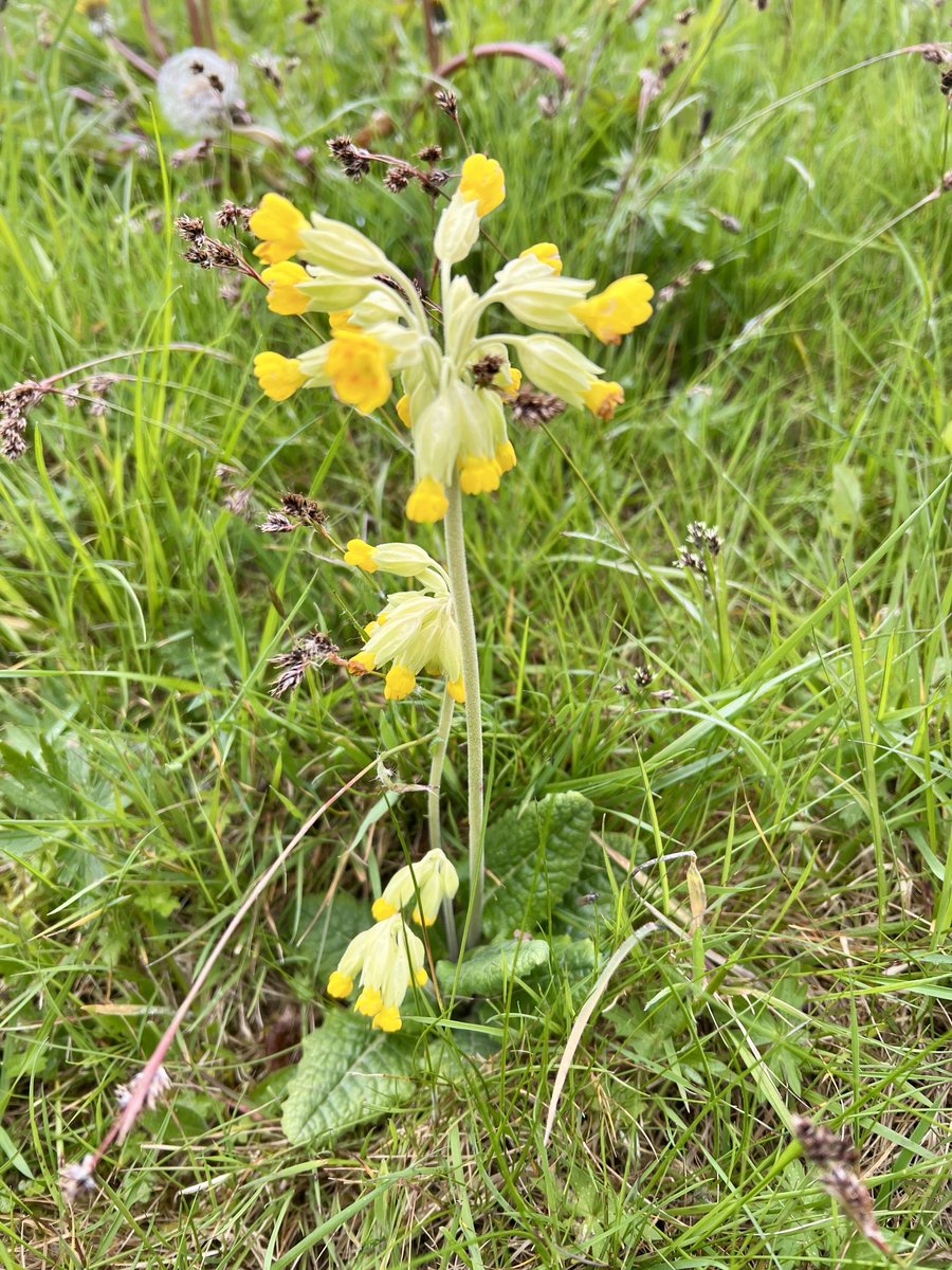 Day 2 of the #CityNatureChallenge and one of today’s observations was Cowslip ⁦@StaffsWildlife⁩ Jackson’s Marsh ⁦@StaffsEcology⁩ ⁦@BSBIbotany⁩