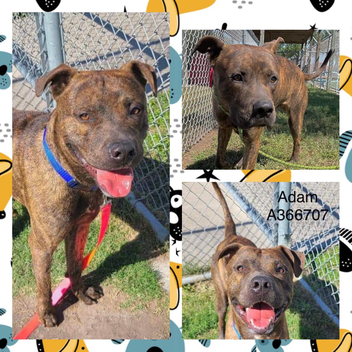 🆘️#TBK  if not tagged by noon 4/29, one day before #NationalAdoptAShelterPetDay 😡😭ADAM #A366707 likes 🍖Friendly w people 
Nervous w🐕. 📧livereleaseteam@cctexas.com 
#PledgeForRescue #CorpusChristiACS #TX 
1 yo #APBTMix HW neg 24Petconnect.com/DetailsMain/CR…