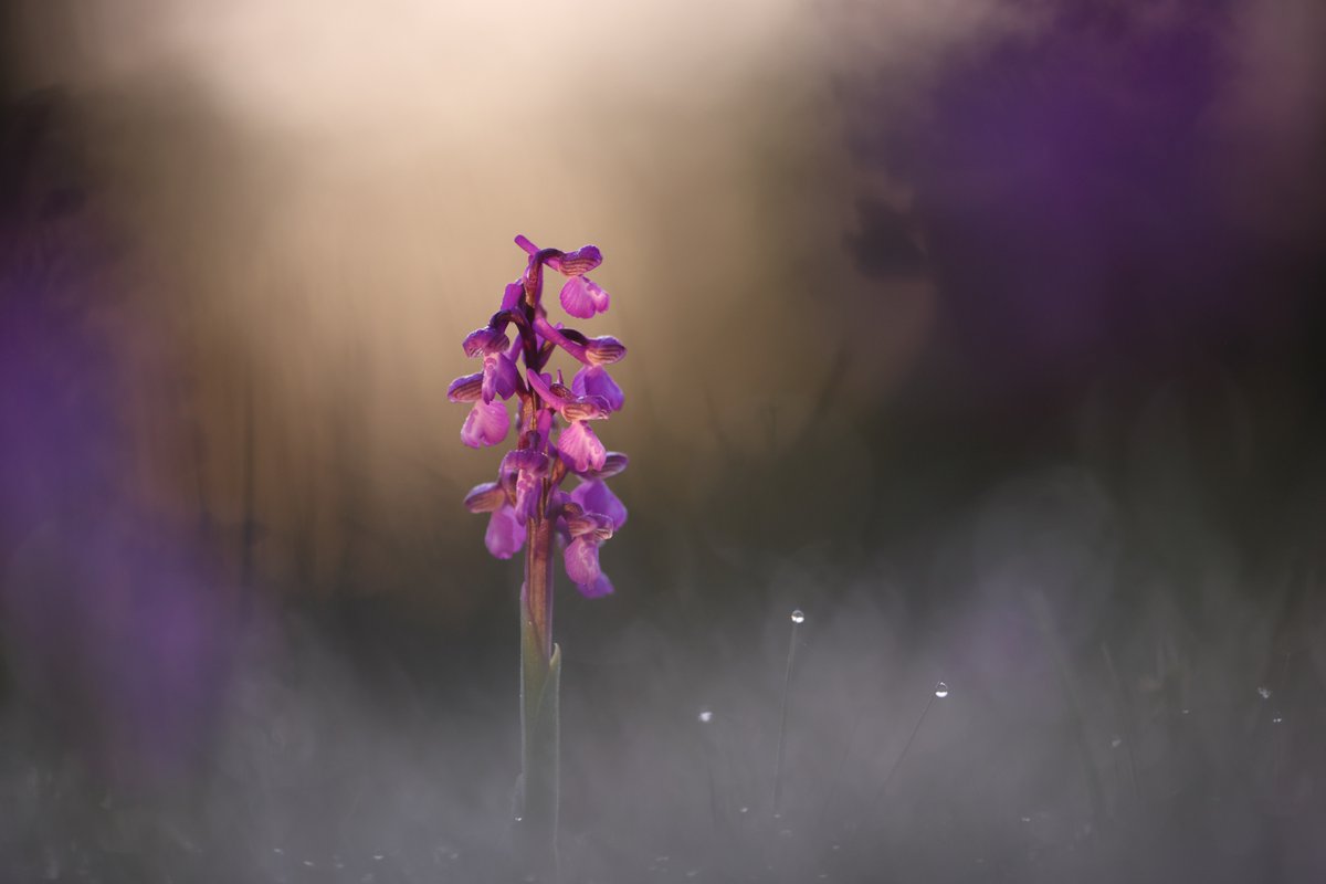 Green-Winged Orchid, a great year for them where these images at taken, this one before sunrise.