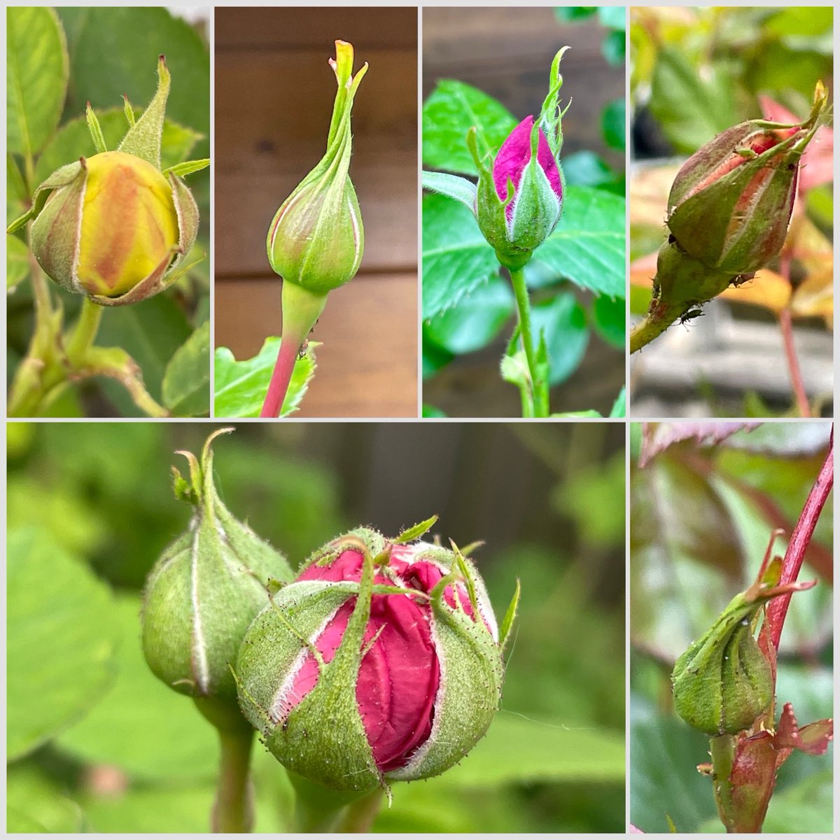 Have a happy Saturday with the promising rosebuds from my garden.🌹I will soon post an update! (Unfortunately, the aphids are also very interested...)🧐😄#SixOnSaturday #gardening #roses