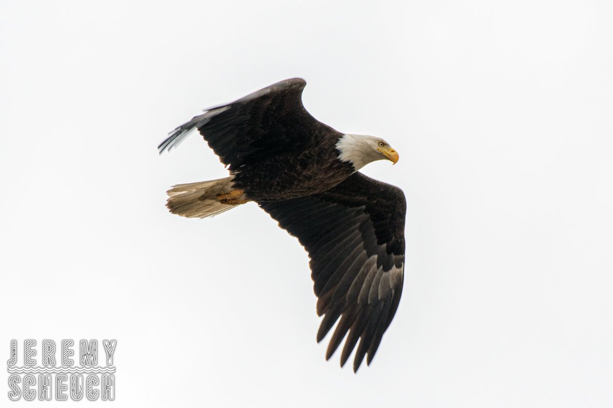 Bald Eagle (Haliaeetus leucocephalus) Credit Island Davenport, Iowa April 27, 2024 Nikon D7500 AF-S Nikkor 200-500mm F5.6E