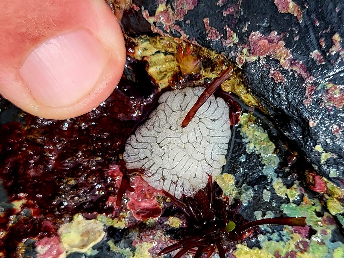 A Grey sea slug (Aeolidia papillosa) egg bundle. County Clare, Ireland.