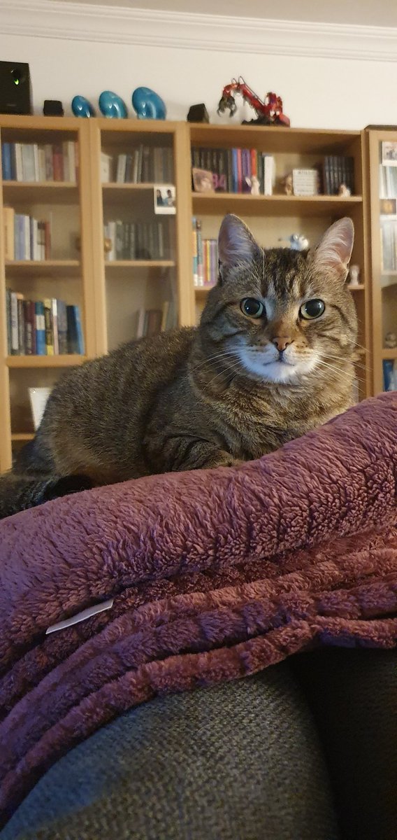 okcknet's tweet photo. #PASPAS #thecat https://t.co/lJRkvPhh6I
