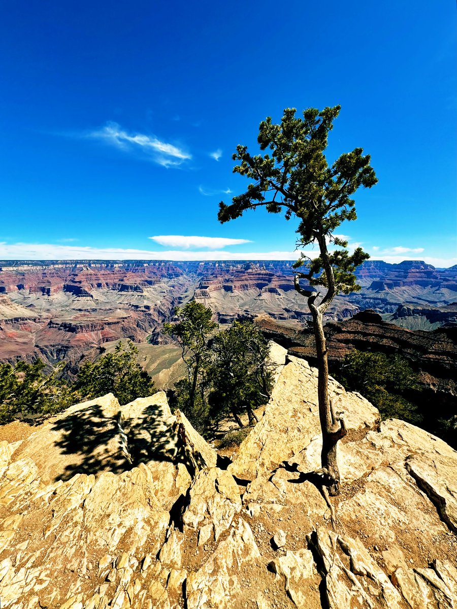 DMiller52325459's tweet photo. Show me a photo showcasing nature’s beauty…

The beauty isn’t necessarily pretty… the beauty may also be in the fortitude to endure the rugged conditions and to keep growing through difficult situations… https://t.co/fV53Zuqg2B