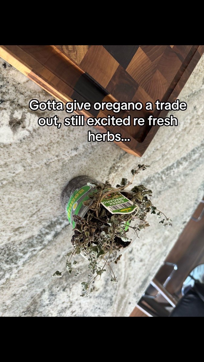 Gotta give oregano a trade out, still excited re fresh herbs…#greek #oregano #herb #fresh #keeptrying