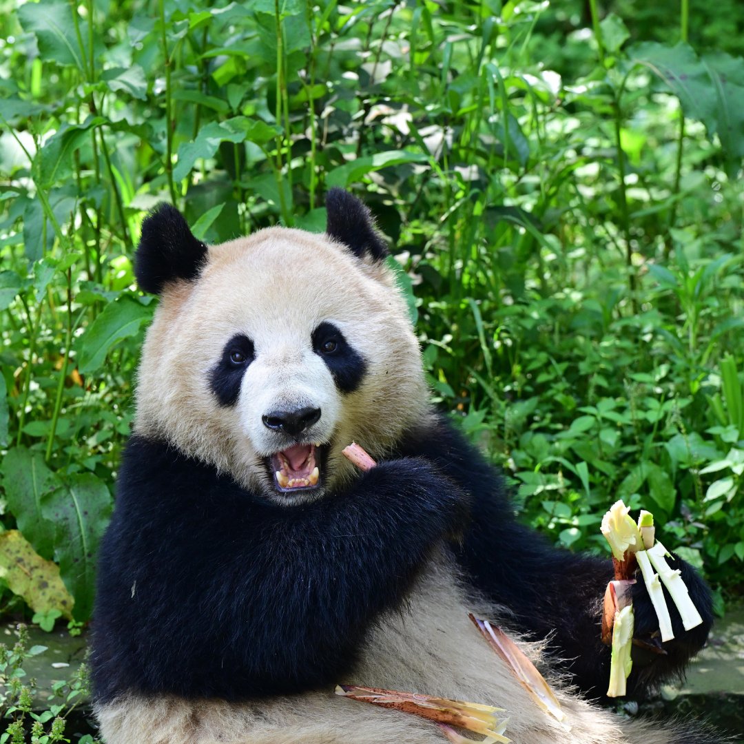 Two giant pandas, Yun Chuan (Pic 1) and Xin Bao (Pic 2), are embarking on a journey from the China Conservation and Research Center for the Giant Panda to the San Diego Zoo in the United States! This marks the beginning of a 10-year international giant panda protection…