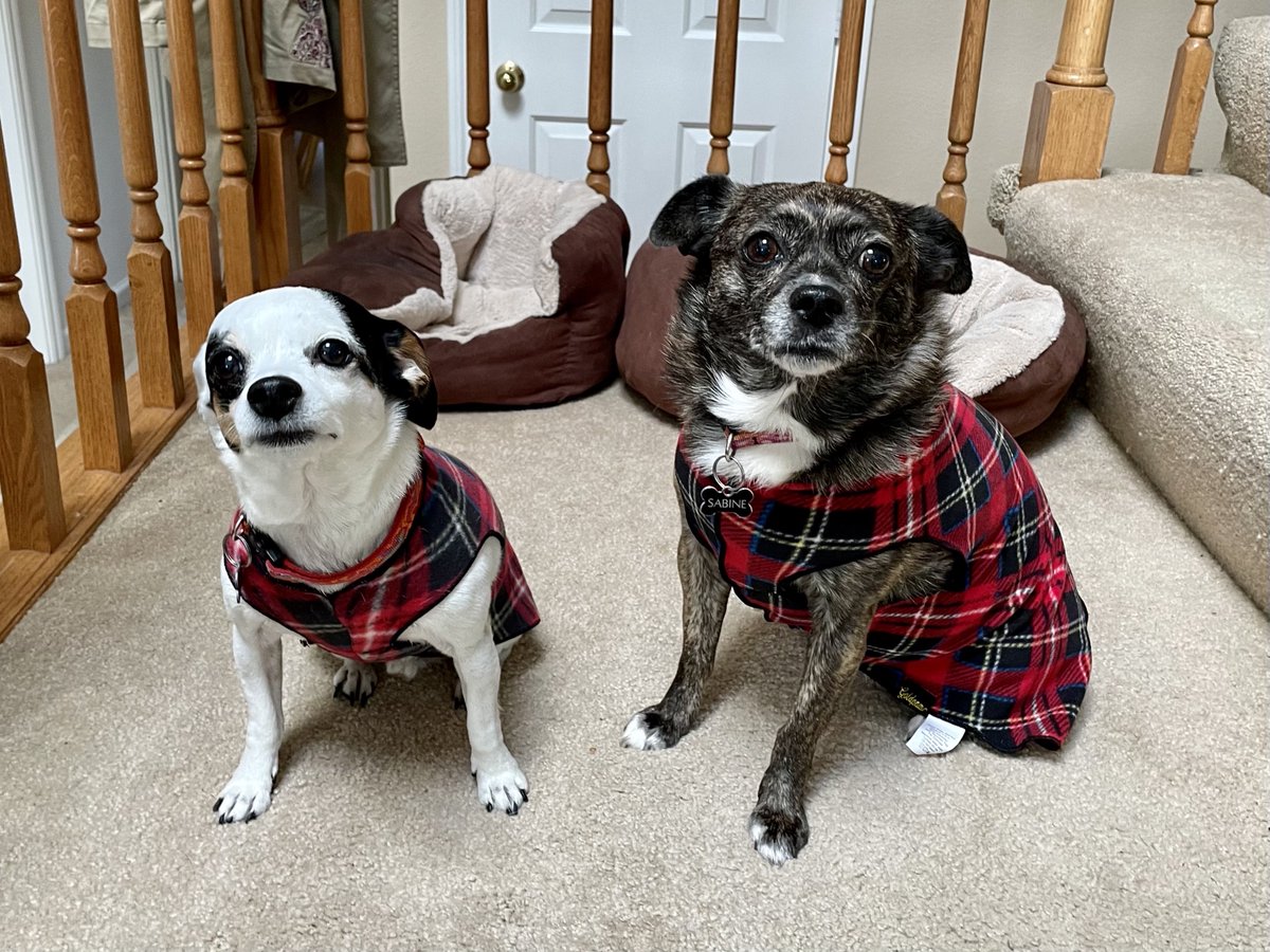 keluce2's tweet photo. They pee in the house, but we love them. https://t.co/qY60jSYgmI