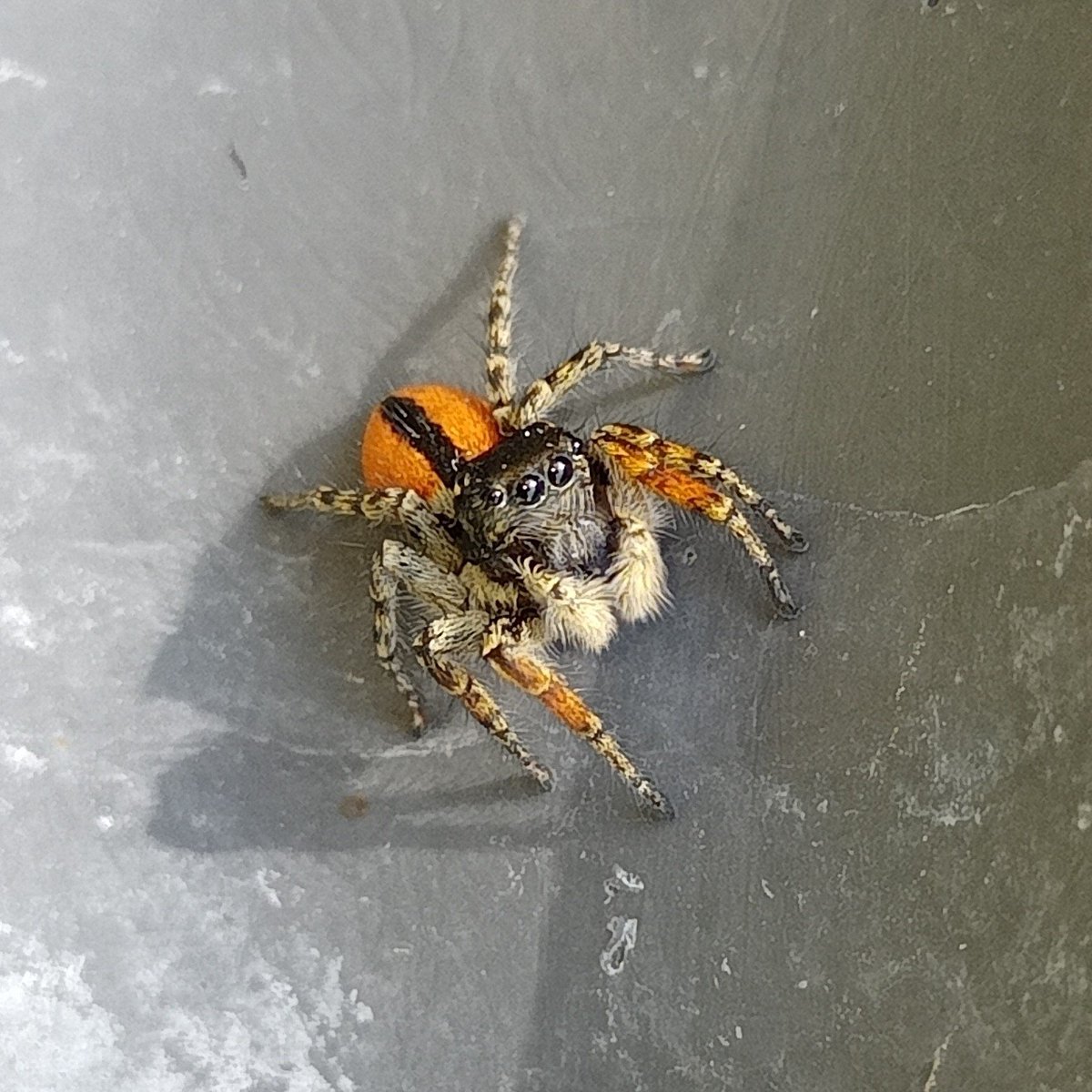 Profil ve banner fotoğrafımdaki tür.
📍Bornova/İzmir
🆔Philaeus chrysops(♂️)
🗓️26 Nisan 2024
📷0959kedi, bazı hakları saklıdır (CC BY 4.0)
🔗inaturalist.org/observations/2…
#HangiTür #NaturePhotography #spiderid #örümcekler #Salticidae #Salticinae #Salticini #Philaeus