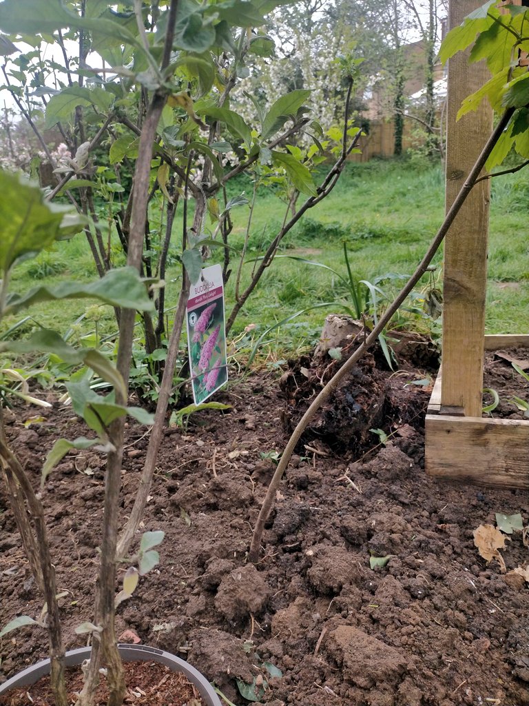 Lovely time visiting the Peacehaven Community Garden for their #GoodtoGrow2024 moth habitat planting. Moths are an oft overlooked pollinator! We planted a buddleia & there was a battle for who got to water it. #NatureRecovery @UKGoodtoGrow @SussexComDev @FoodLewes @PeacehavenTown