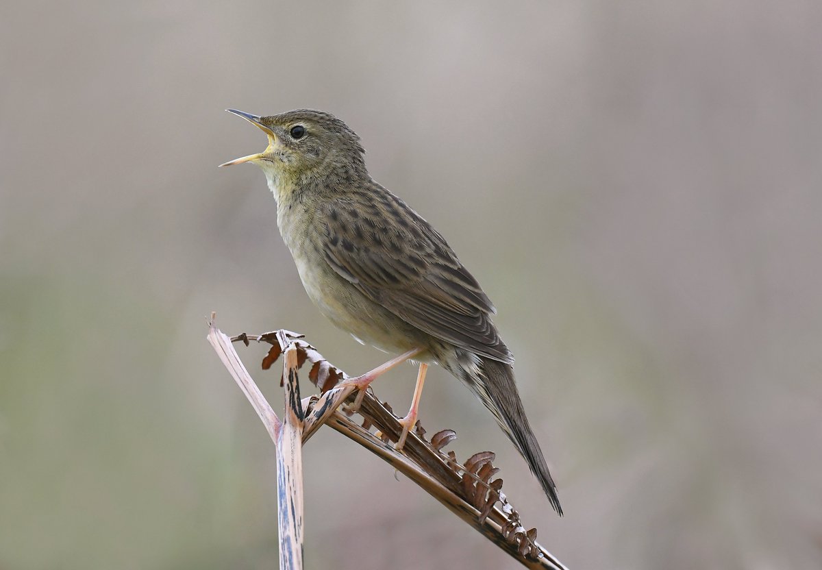 Grasshopper Warbler from this morning @teesbirds1 @nybirdnews @teeswildlife