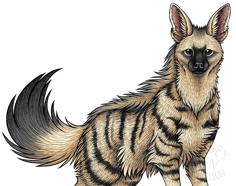 lyndseythefox's tweet image. Happy International Hyena Day! 🐾 #WorldHyenaDay