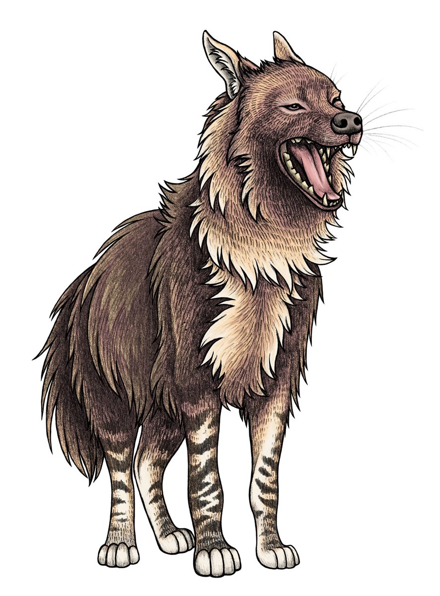 lyndseythefox's tweet image. Happy International Hyena Day! 🐾 #WorldHyenaDay