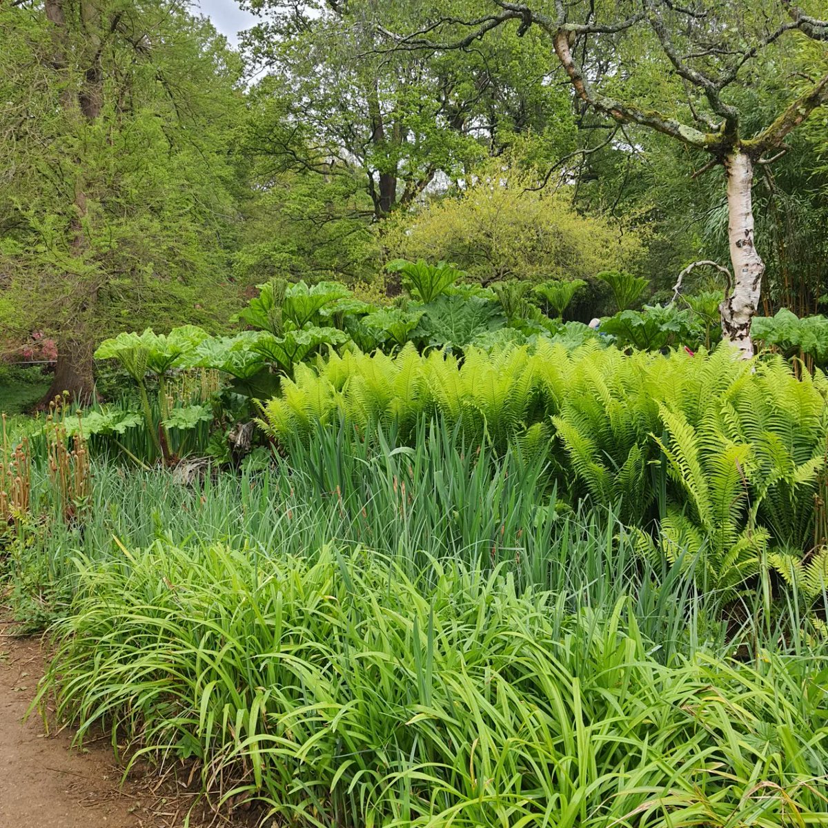 MirandaWicking's tweet photo. The spring greens https://t.co/S4620lOK0o