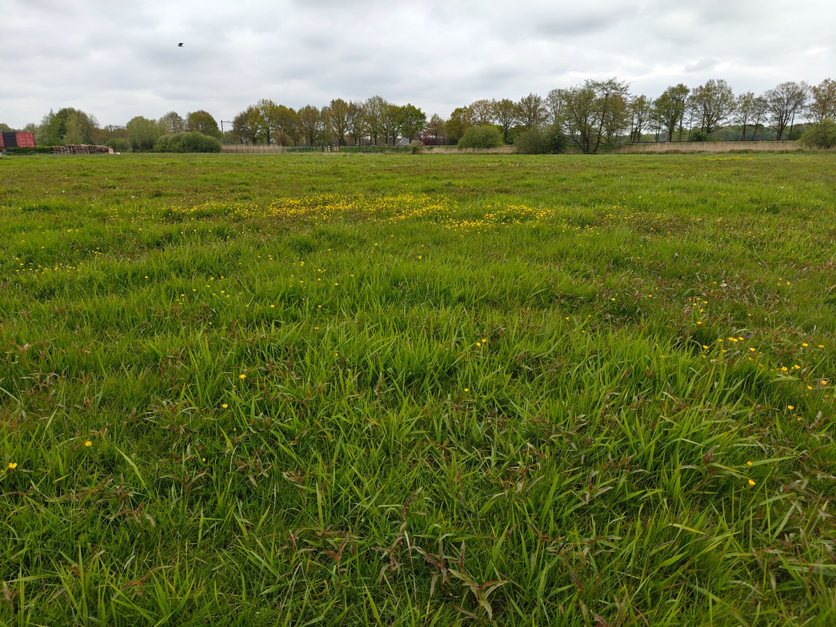 Monitoring plas drassen in de Gelderse Vallei. Kievit die op het droge van een rijpad zit, pullen in het land en teleurstelling door de kou. Beheer biedt voldoende uitdagingen voor dit en komend jaar 💚 #weidevogelbescherming #boerennatuur