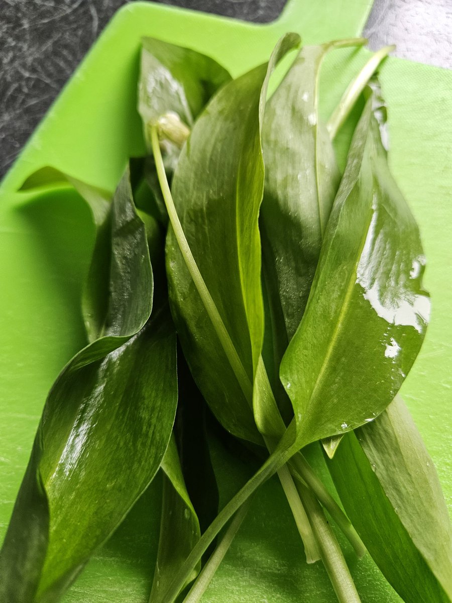 vernscape's tweet photo. Sumptuous breakfast consisting of freshly foraged wild plants this morning. #wildgarlic #cowslip #stingingnettle #dandelion #ribbedplantain #stickyweed #garlicmustard https://t.co/WddCShXSvt