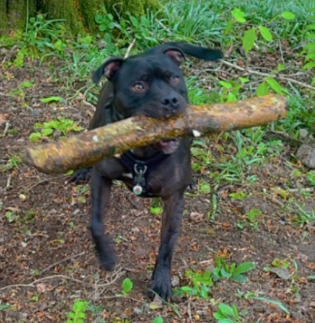 Hunting for branches 🌳🦖🤣 #staffiesaturday #woods #familytime #home #spring #staffordshirebullterrier @Staffie_Lovers @IStaffies @Rosie5278 @JulesAllenxx