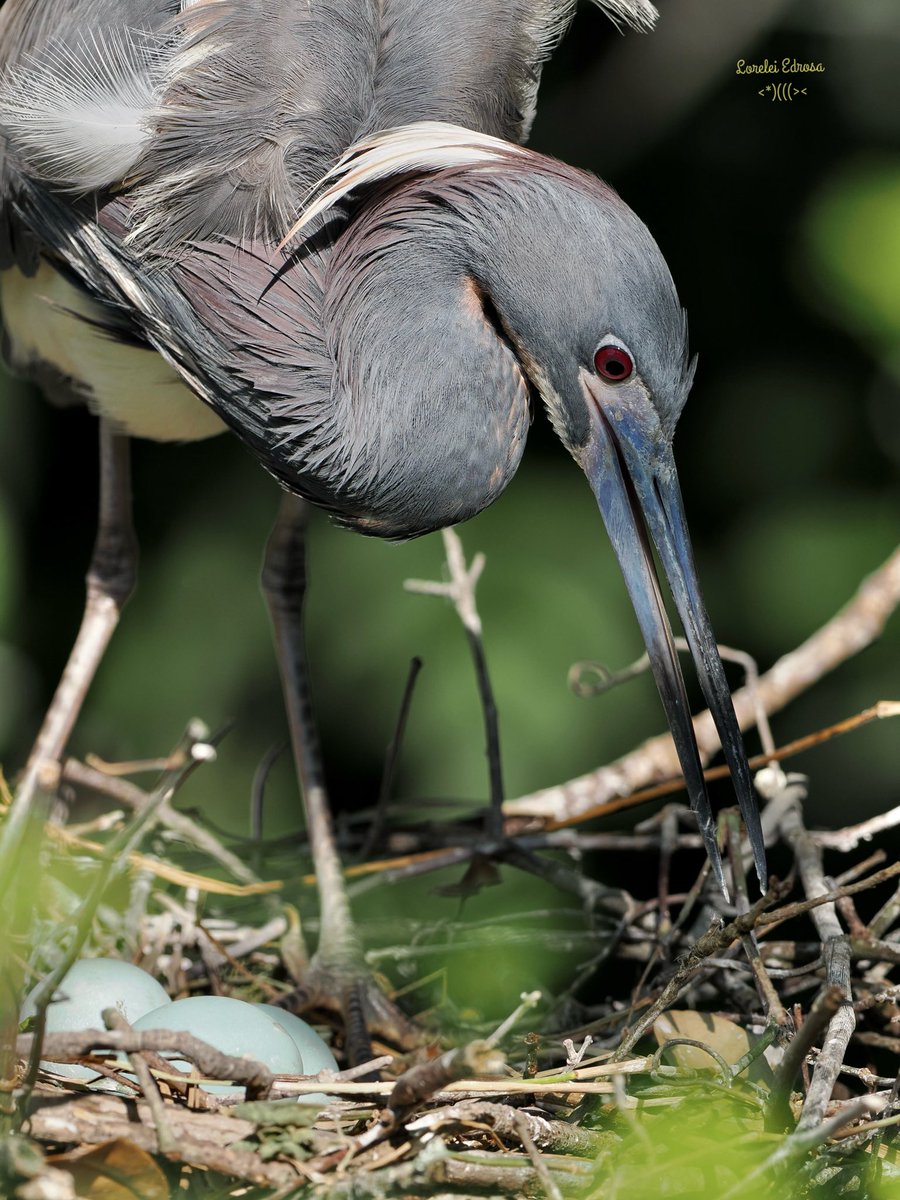 #birds #birdwatching #BirdsOfX #birdphotography #NaturePhotography 
Tricolored heron with beautiful blue eggs in the nest
Fl., USA
Apr. 2024