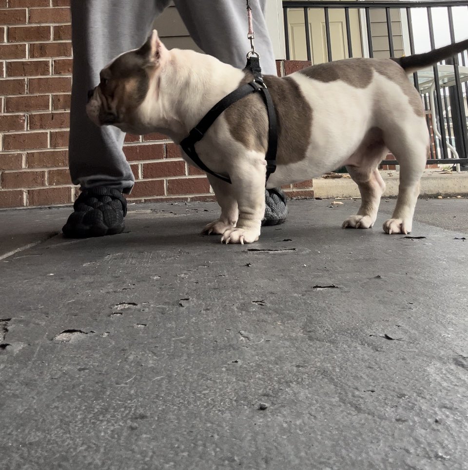 NoLimitBleek's tweet photo. #PTB #MicroBulls #KingKyroSon Tap In With Me 
Looking For A Nice Female Micro/Exotic Bully To Breed With My Boy PTB Pluto. #Pluto https://t.co/rSqXk9yGd6