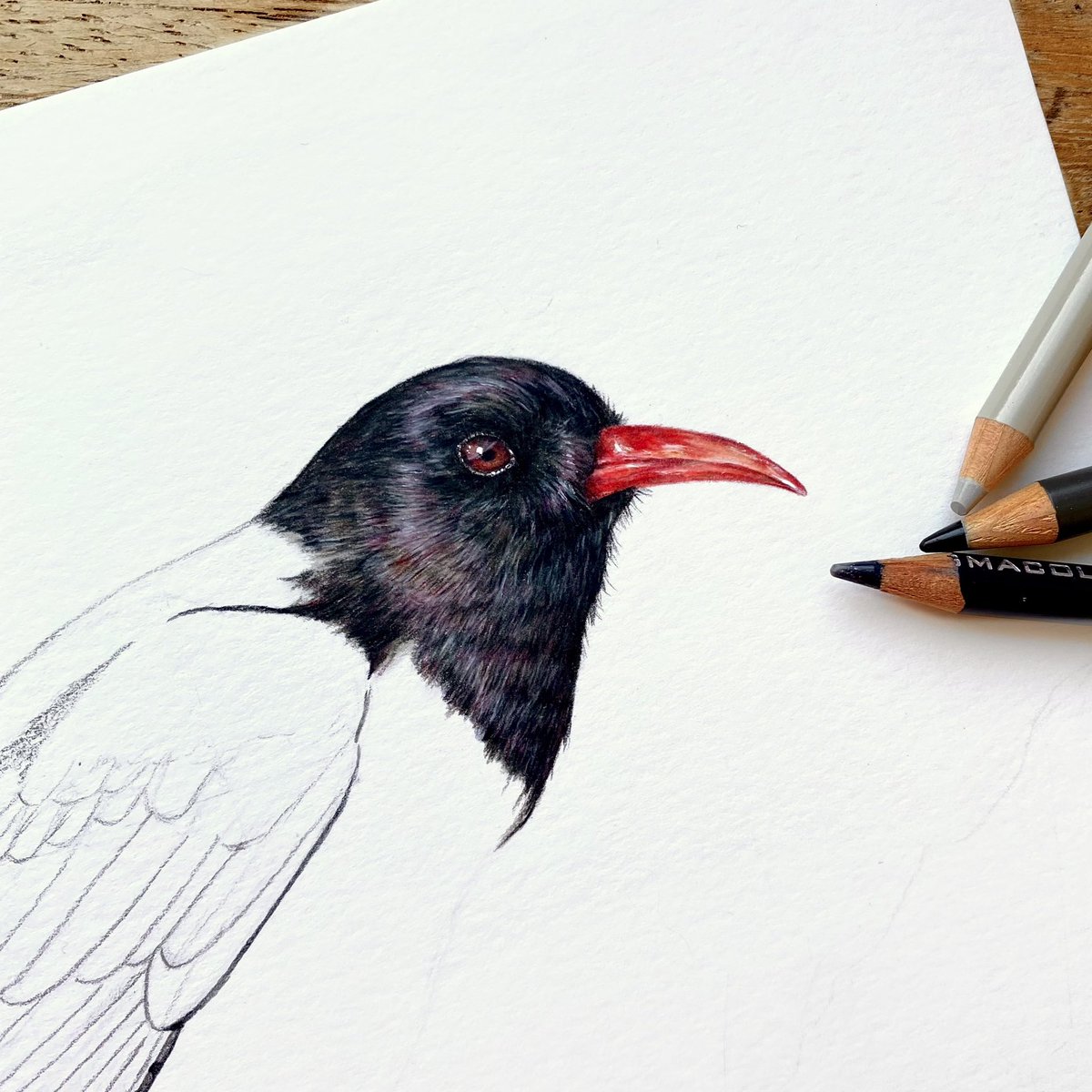 A work in progress of the chough drawing! For a bird with seemingly black feathers, I’ve been trying to use lots of colours in the undertones to give that almost iridescent look ✍🏻 #chough #wildlifeart #britishwildlife #artist #workinprogress @ChrisGPackham @CwallWildlife