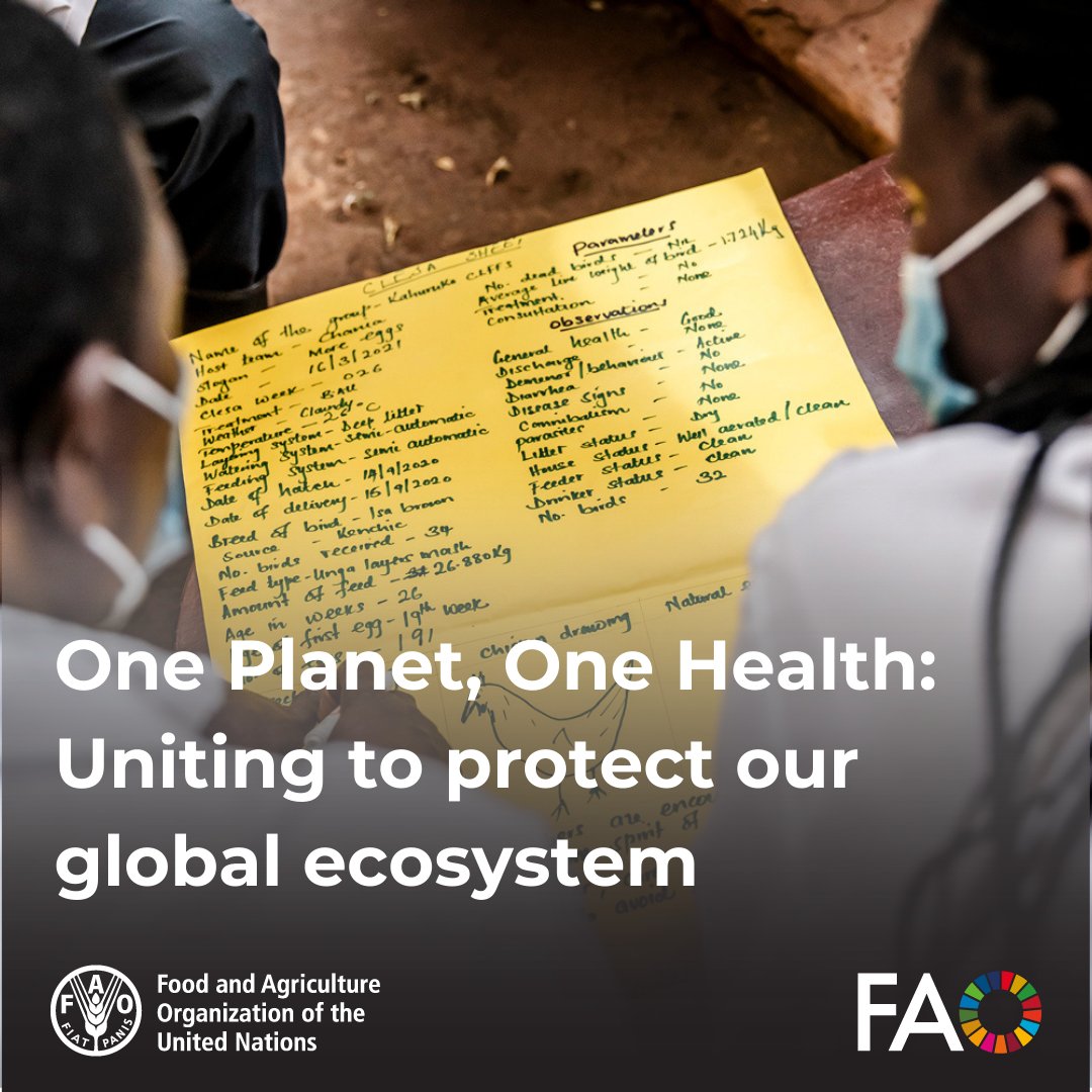 Integrating human, animal & environmental health, @FAO's #OneHealth approach is a holistic strategy tackling challenges like antimicrobial resistance, soil degradation & pandemics. Discover how interconnected our well-being is 👉 bit.ly/3Qhuu0m #WorldVeterinaryDay