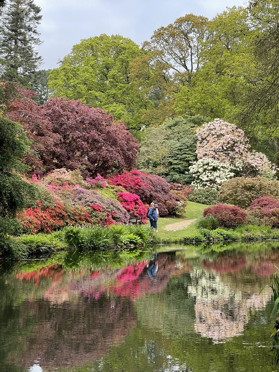 @luceinthegarden @Matthew_Pottage @BodnantGardenNT That is amazing. @exburygardens is also looking really fab for the same sort of reasons at present.
