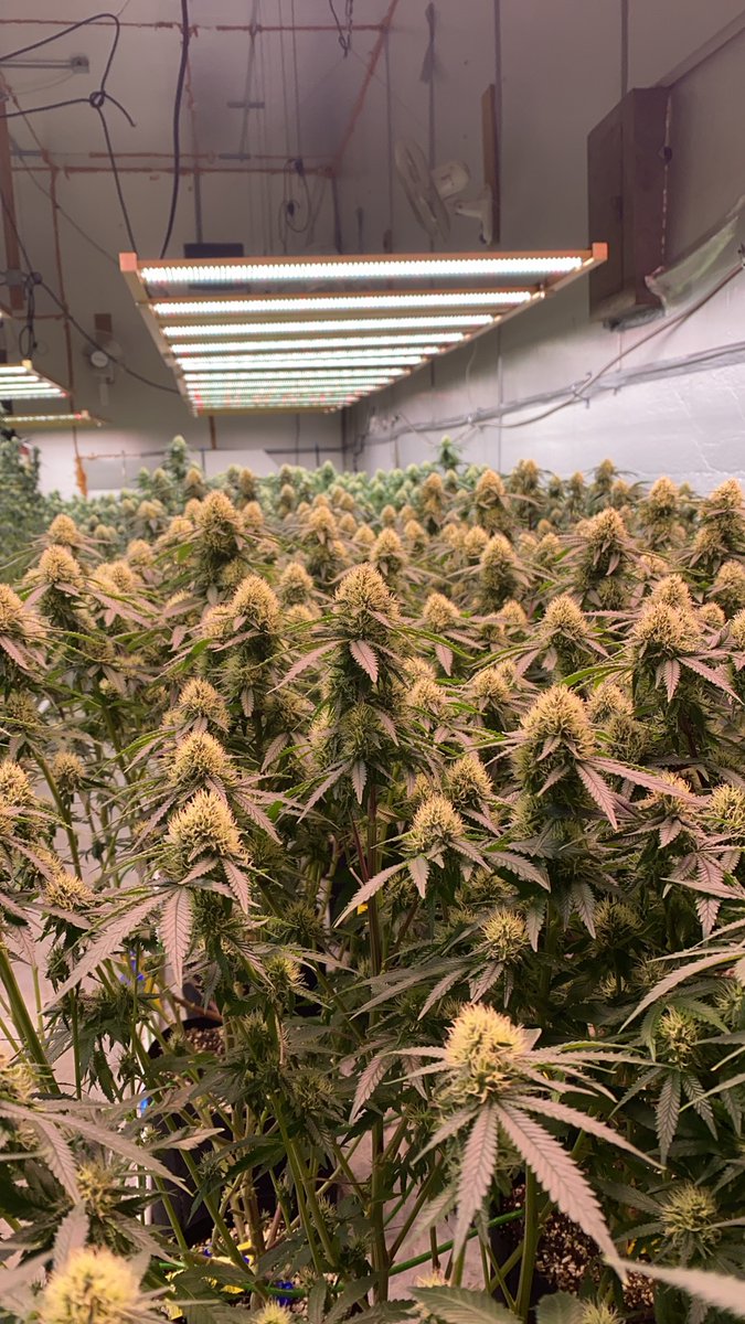 supremegrowlig1's tweet photo. S1200,4 weeks,LCG#supremegrowlight.com#Greenhouse #S1200#S1000#S780#growshop #Hydroponics #HydroPlanet Depot#lighting #growlight#The Growers Depot#indoorgrowing#verticalfarms #ledgrowlights #growlights #Hydroponics https://t.co/bqaQH3N1KL