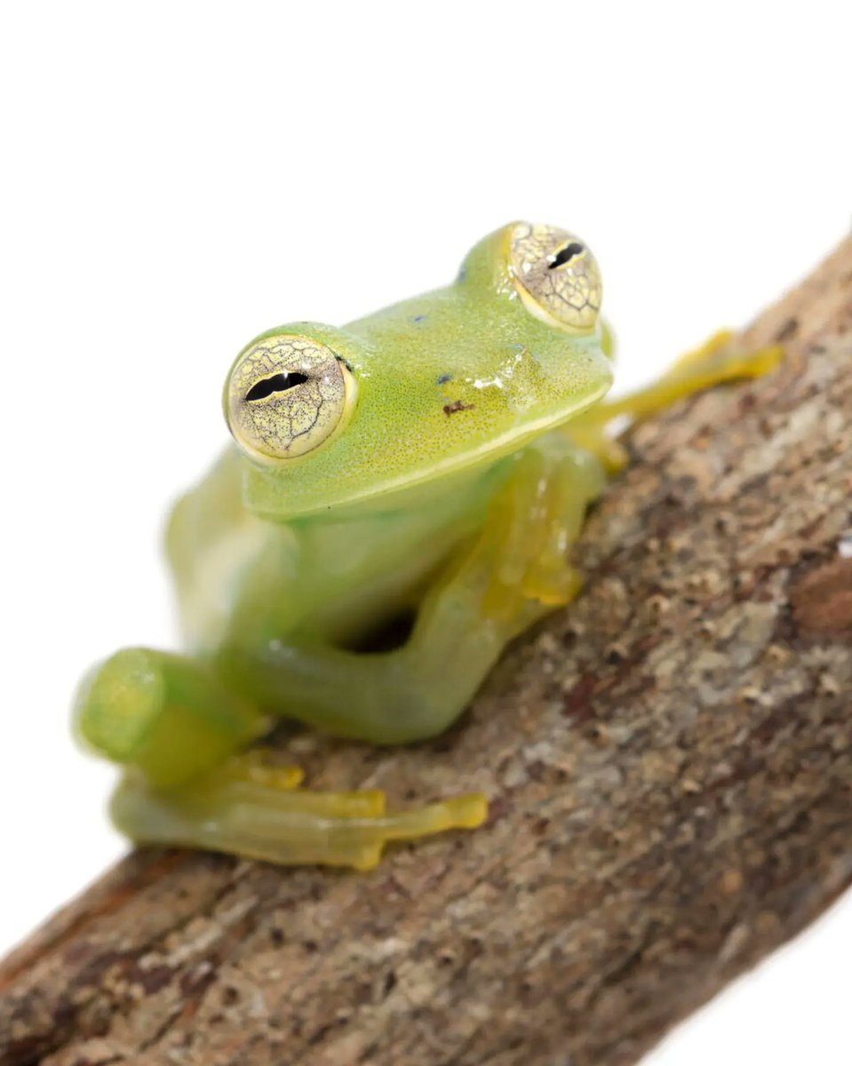 inst_humboldt's tweet photo. 🇨🇴 #DíaDeLosAnfibios  ¡Colombia es país de anfibios! 🐸 En nuestro territorio contamos con 859 especies:

Ranas y sapos (Orden Anura) 👉🏾793 especies.
Salamandras (Orden Caudata) 👉🏾 27 especies.
Cecilias (Orden Gymnophiona) 👉🏾 39 especies.

Sin embargo... 🧵👇🏾 https://t.co/lfvAOj3Kbp