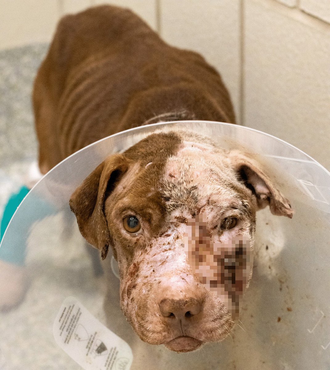 HoustonSPCA tweet picture