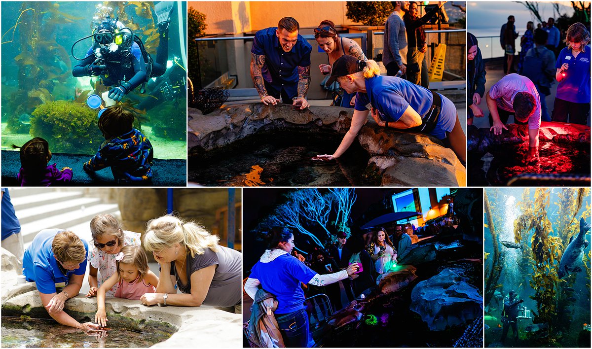 Happy #NationalVolunteerWeek! From guiding guests and supporting events to various behind-the-scenes tasks, it’s safe to say Birch Aquarium would not be the same without our incredible team of more than 300 volunteers! Get to know a few of our volunteers: aquarium.ucsd.edu/newsroom/celeb…