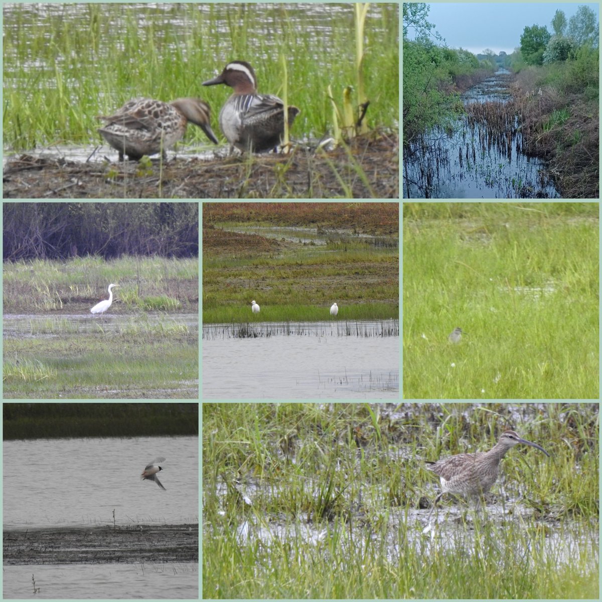 @gloswildlife @GlosNatSoc A grey and rainy late April morning at #Coombehill this morning, classicly cold wet and absolutely heaving with birds. 70 species in all with 11 sps of wildfowl and 11 species of wader. #Glosbirds @Dan_Gornall @lostintewkesbur