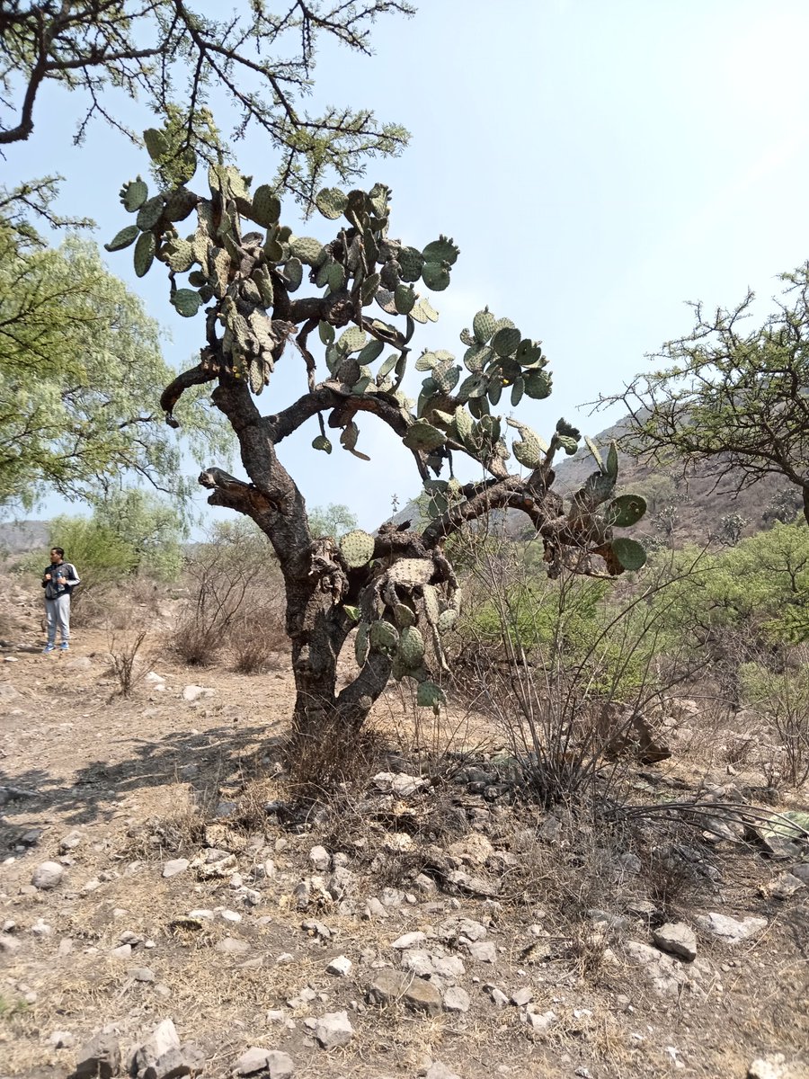 sierraguadalupe's tweet photo. Iniciando el reto iNaturalis MX en la #Barranca de Almarcigo de #SierradeGuadalupe. #CONSIGUE #GrupoAmbSierraGpe https://t.co/mYha0nb1bl