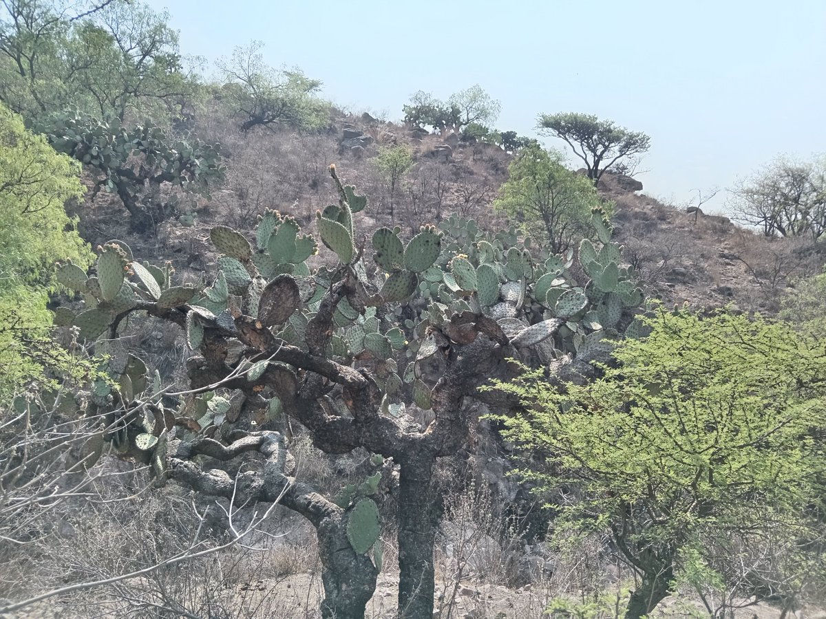 sierraguadalupe's tweet photo. Iniciando el reto iNaturalis MX en la #Barranca de Almarcigo de #SierradeGuadalupe. #CONSIGUE #GrupoAmbSierraGpe https://t.co/mYha0nb1bl