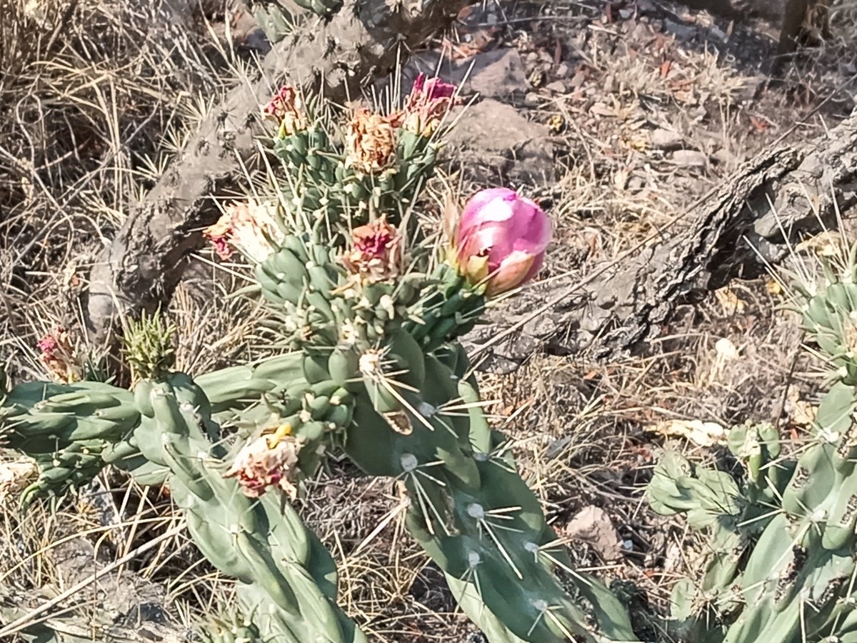 sierraguadalupe's tweet photo. Iniciando el reto iNaturalis MX en la #Barranca de Almarcigo de #SierradeGuadalupe. #CONSIGUE #GrupoAmbSierraGpe https://t.co/mYha0nb1bl