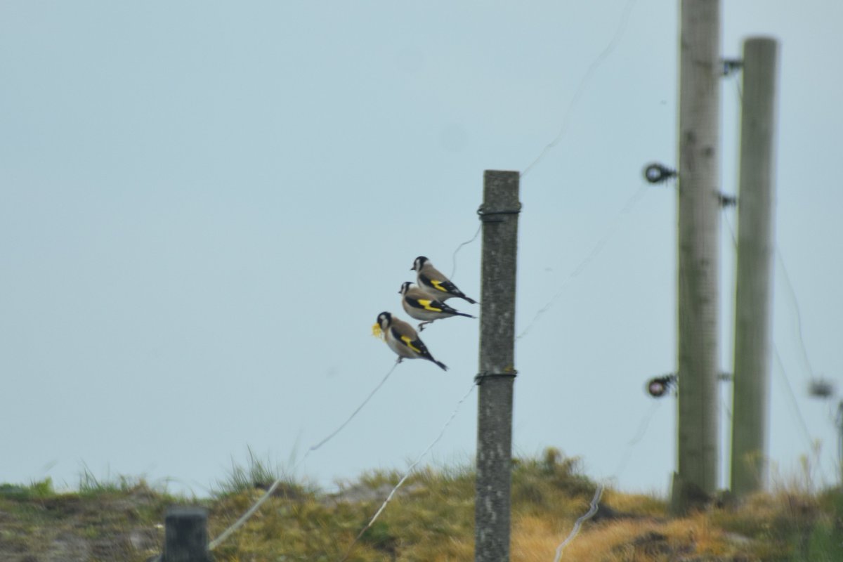 aedewinter's tweet image. Drie op een rij!
#Putter #Middendijk #Usquert